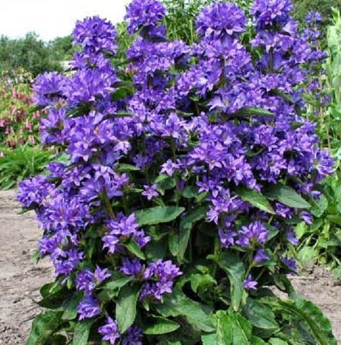 Campanula glomerata freya - campanula,
