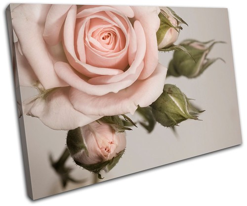 Rose shabby chic - , vintage