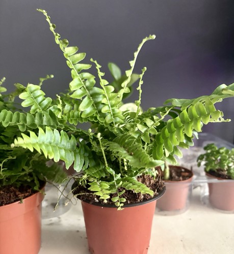 Boston fern 9cm - fern, pot