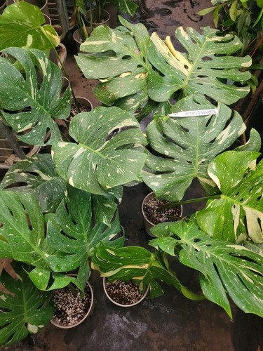 Monstera thai constillation - monstera,
