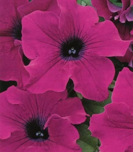 Petunia trailing hanging - trailing,