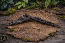 Large cholla cactus piece - large,