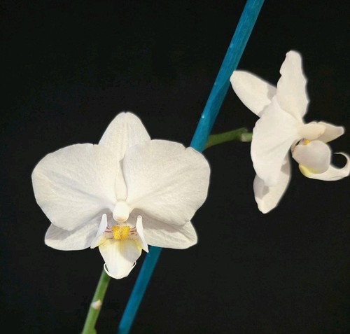 Phalaenopsis white flower - phalaenopsis, 1