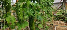 Bitter melon Seeds / khổ qua for 2025 season