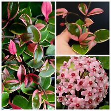 Hoya Pink Flamingo. 1x Rooted Division. Fragrant Flowers. Varagated Leaves. 