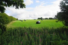 Photo A3 A field of silage