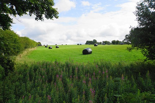 Photo field of - a,