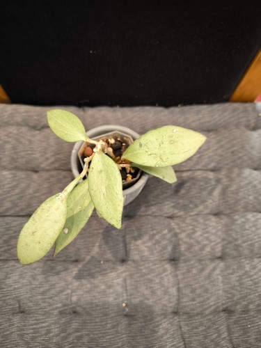 Hoya nicholsoniae new guinea - nicholsoniae,