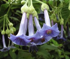 Iochroma grandiflorum