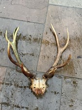XL Red Deer Stag Antlers Skull