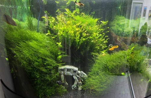 60g java moss live - 60g,