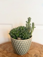 HaworthiaSucculent IndoorPlant