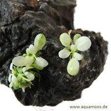 Anubias sp. Mini White, Anubias Snow White, Rarity and very special