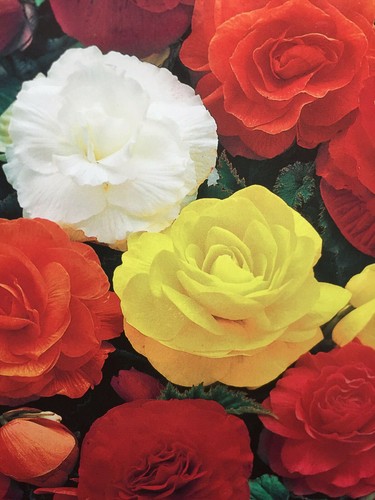 Begonia double mixed - 3,