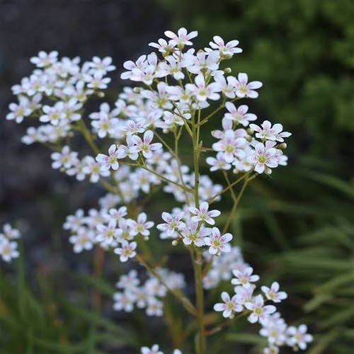 Saxifraga monarch alpine - saxifraga, 'monarch'