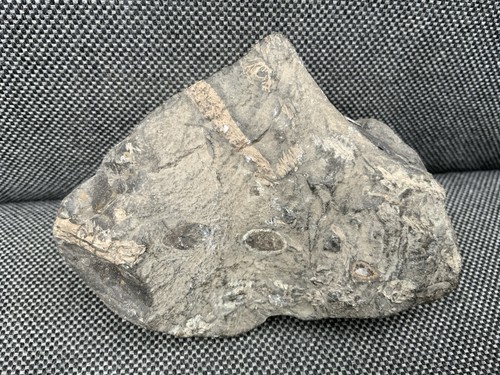 Rare fossil fish - fish, bones