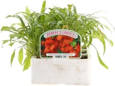 Cherianthus Siberian