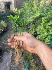 Poncirus trifoliata, 10 to 200 young plants of the year.