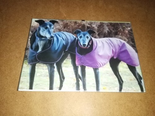 Greyhound picture clip - greyhound, -in