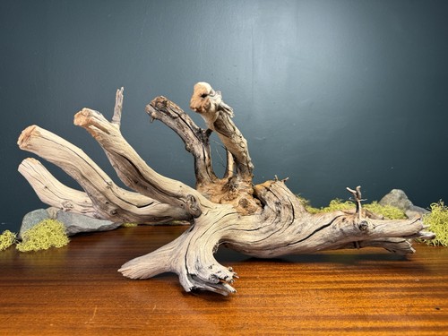 Large manzanita - large, 22”