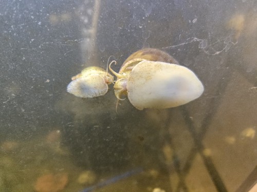 Apple snail - 1-apple, snail.