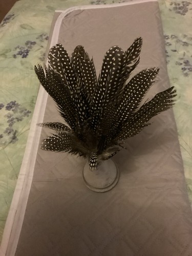 Display guinea fowl - display,