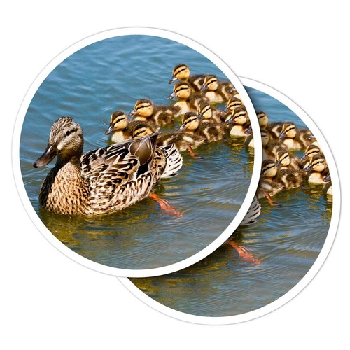 Vinyl stickers mallard duck - stickers,