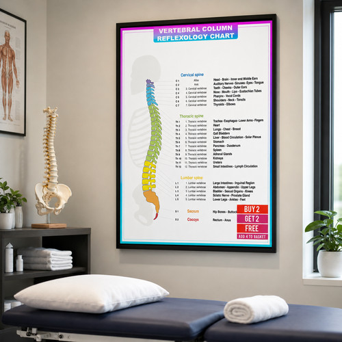 Spinal anatomy poster - anatomy, human