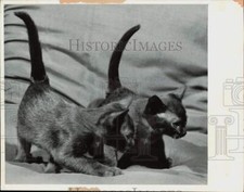 1971 Press Photo Two Burmese kittens - lra48214