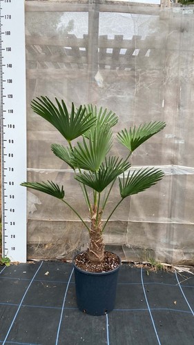Trachycarpus wagnerianus palm