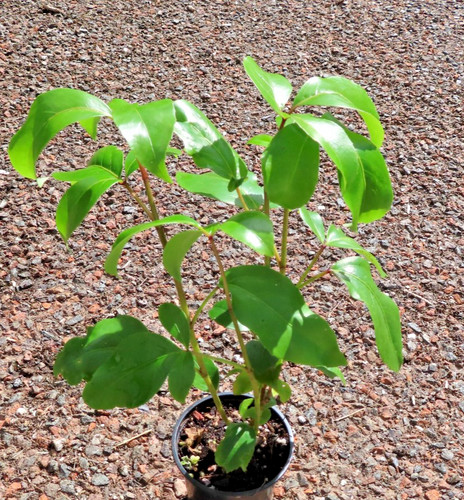 Pseudopanax laetus large - pseudopanax,