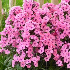 Phlox sweet summer dream - sweet,