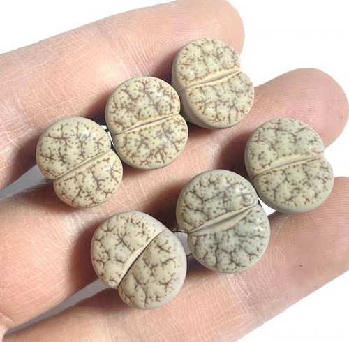 Sale lithops gracilidelineata - ,