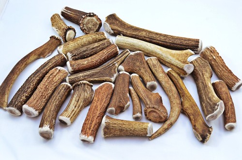 Scottish stag horn antler dog - antler,
