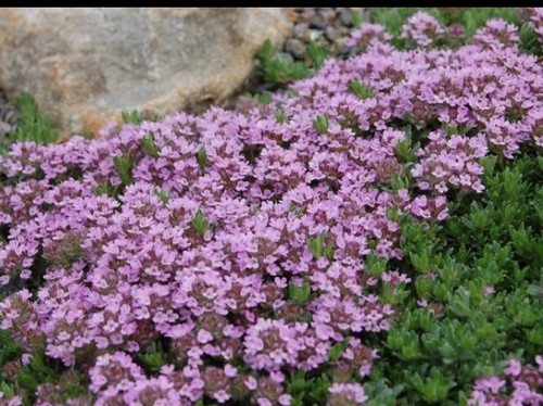 Herb creeping thyme plug - creeping,