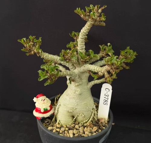 Pot 10cm adenium - 10cm, khao
