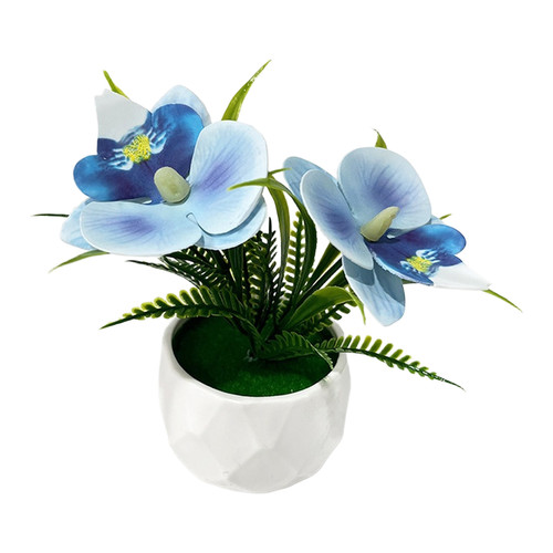 Non fading phalaenopsis orchid - non,