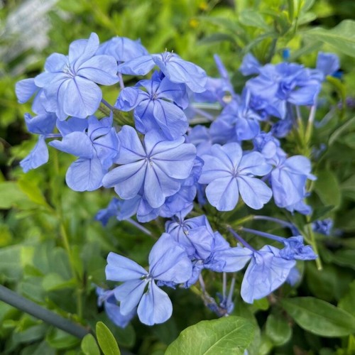 Plumbago light blue - plumbago,
