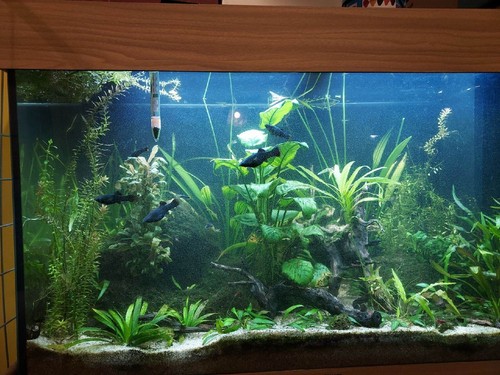 Fish tank - fish,