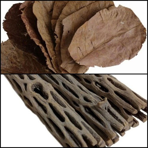 Indian almond leaves x20 - almond,