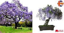 Paulownia Tomentosa | Worlds Fastest Growing Tree | Empress Tree | 50+ Seeds