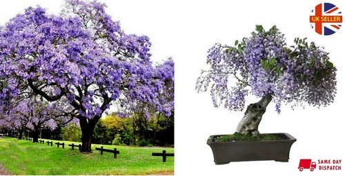 Paulownia tomentosa worlds - |,