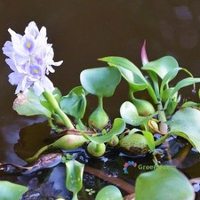 100 Seeds Eichhornia Water