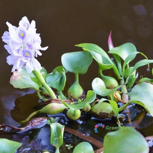 100 seeds eichhornia water - seeds,