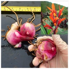 Canna musifolia. 3 x large