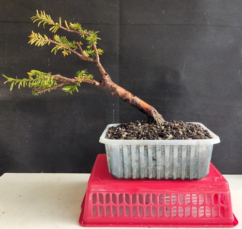 Slanting style english yew - style,