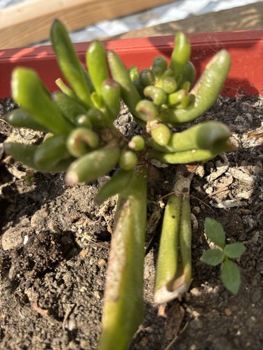 Crassula ovata - ,
