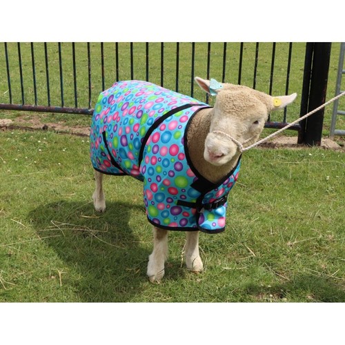 Ruggles sheep rug - sheep,