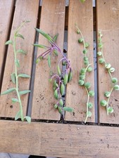 4x Senecio Bundle Variegated
