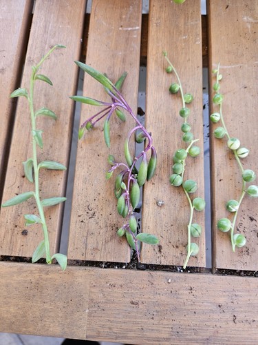 Senecio bundle variegated - 4x,
